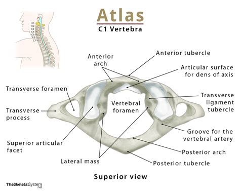 Atlas Anatomy's Porn Videos And Images, Gifs, Leaks  .
